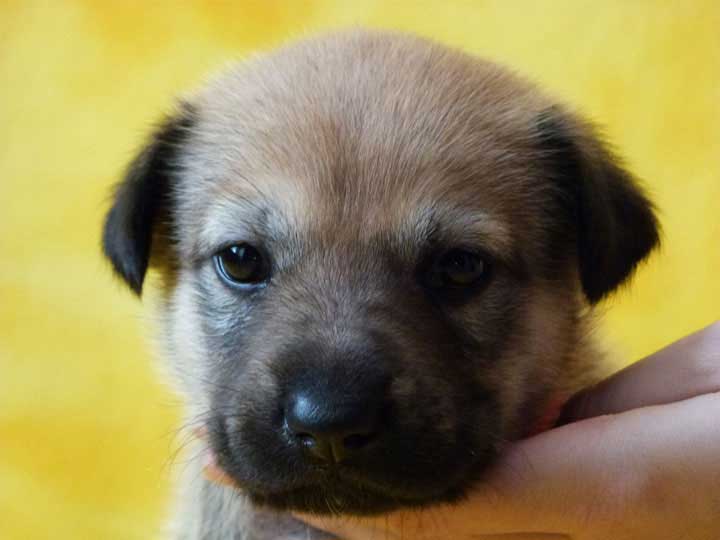 chinook puppy